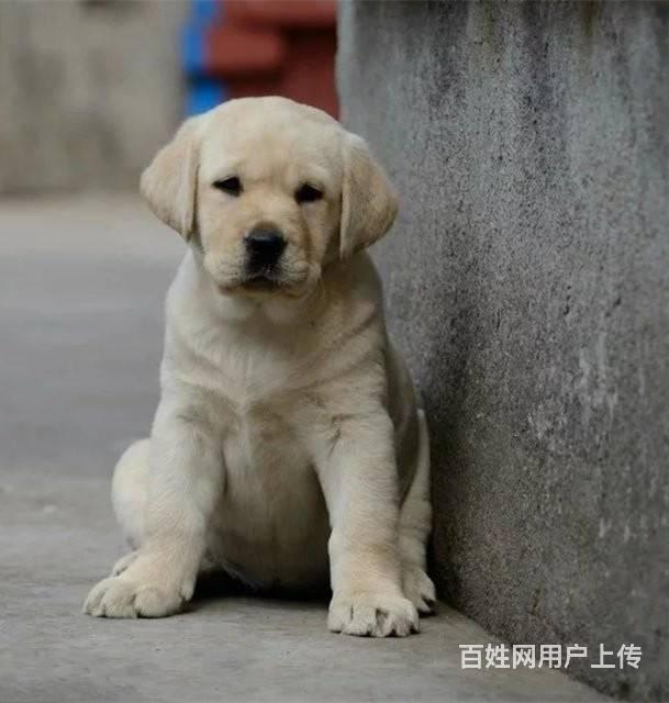 纯种三个月拉布拉多幼犬出售 北京市拉布拉多