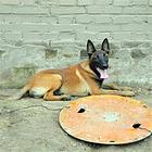 沈阳【十年老店】常年繁殖优质血统马犬幼犬
