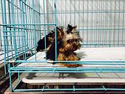 黄石【*推荐】约克夏犬舍‖约克夏养殖场