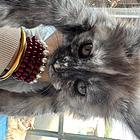 缅因猫