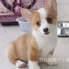 抚州哪里有柯基卖柯基犬舍信息