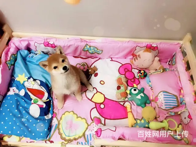 黄石纯种柴犬CKU犬舍柴犬多少钱一只的图片