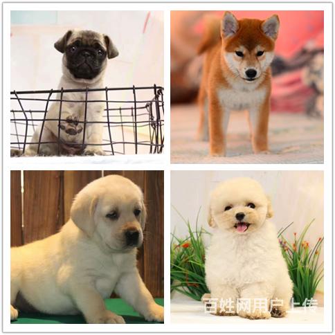 安康犬舍地址如何买到纯种狗的图片
