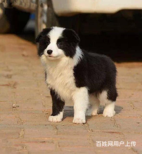 北京哪有卖边牧犬 边牧多少钱 边牧有几个颜色