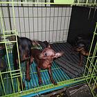 出售三只纯种贴皮毛小鹿犬，板栗红和铁包金都有