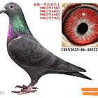 出售黑色成绩鸽子代