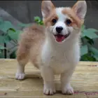 枣庄哪里有自家繁殖纯种柯基犬 质保终身 签协议