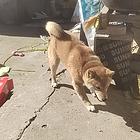 日本小柴犬