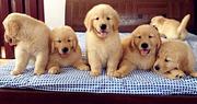嘉兴养殖场出售3个月金毛犬，公母都有，多只挑选