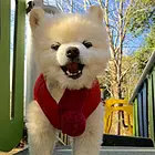 舟山知名犬舍有博美出售 狗美价廉 包健康