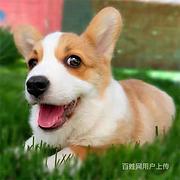 【货到付款犬舍】安庆柯基多少钱 柯基好养吗图
