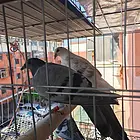信鸽幼鸽出售