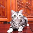 虎斑猫本地哪里有卖的 花纹漂亮的多少钱一只 图片价格