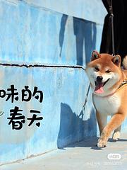 通化正规柴犬犬舍，优莱柴犬