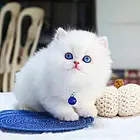 浙江嘉兴猫舍曼基康矮脚猫低价出售