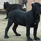 杭州正规卡斯罗犬舍地点联系方式