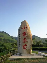 新生 希望 安吉白茶苗 自产自销
