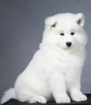 精品萨摩耶幼犬售-健康纯种包养活-爱宝品质值得信耐