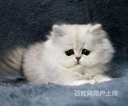 【金牌猫舍】齐齐哈尔波猫多少钱 波好看吗