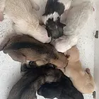 自家狗狗生的小狗  喜欢的珠海金湾自提