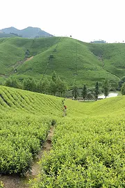 初秋的茶园 生机勃勃 小戴白茶直销