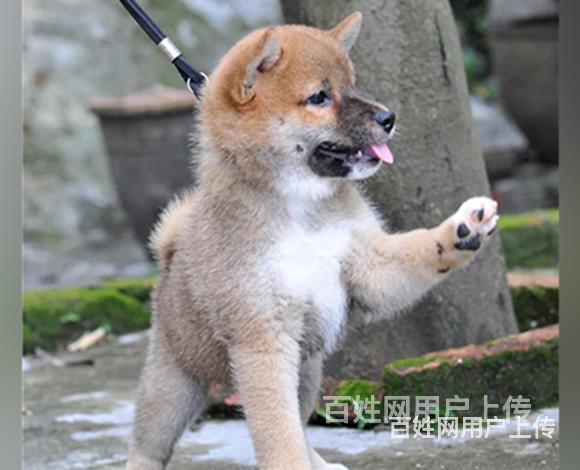 巴音郭楞哈士奇繁殖场哈士奇犬舍联系方式的图片