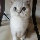 银渐层猫咪