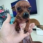 小鹿犬一对