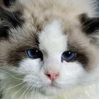 布偶猫