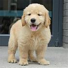 通化现在卖金毛犬的哪家靠谱些，靠谱的卖金毛犬商户