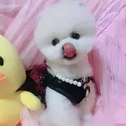 狗场出售纯种博美犬，可送货上门