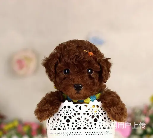 韩国血统泰迪熊。。包纯种包健康。。。可签订协议的图片