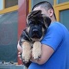 德国牧羊犬 正规犬舍，质量保证！只做精品！！！