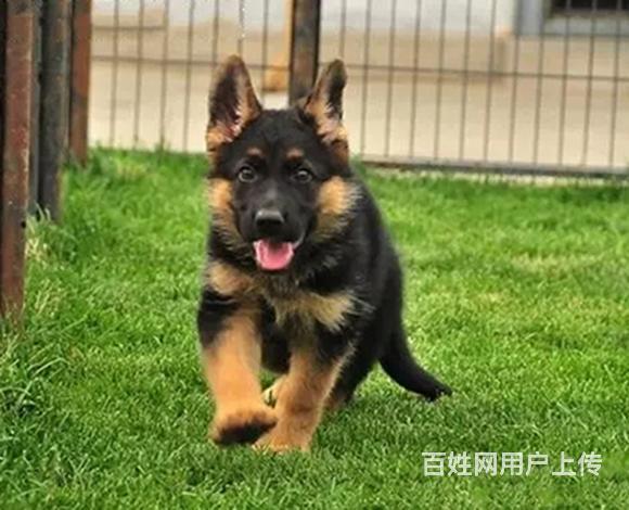 辽源买德牧去哪家店靠谱 靠谱德牧卖家的图片