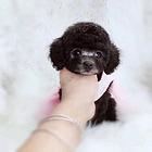 赛级泰迪 纯种泰迪熊幼犬 签署协议 终生服务