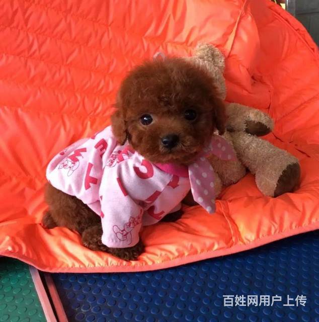 三个月泰迪养泰迪幼犬娃娃脸苹果头超