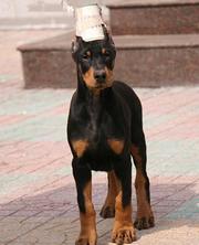 纯种德系杜宾幼犬  长期有售 欢迎订购