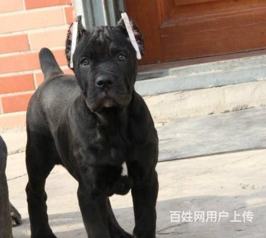 哪里有卖卡斯罗 纯种猛犬卡斯罗多少钱的图片