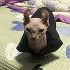 出售无毛猫