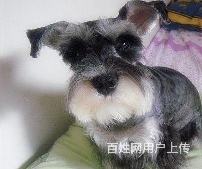 呼伦贝尔正规雪纳瑞犬舍地点联系方式的图片