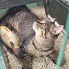 狸花猫