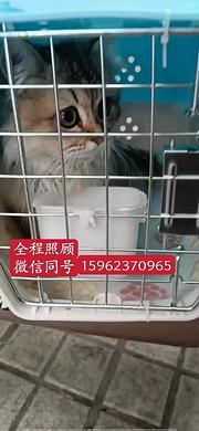 大冶宠物托运{猫咪狗狗}活体速寄（承接所有活体运输安全高效2