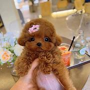 本地推荐精品茶杯小泰迪犬包纯种健康可签协议