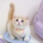 本地哪里有卖曼基康矮脚猫的 矮脚猫多少钱一只