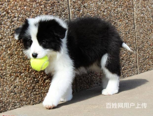 北京边牧犬价格 黑白色边牧犬 骨量足毛量好 签协议