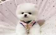 纯种哈多利博美幼犬,健康活泼 签订终身质保协议