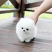 【货到付款】雅安茶犬多少钱 茶杯犬有多重