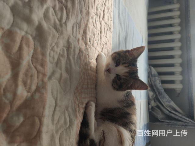 小花猫。的图片