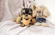 周口【十年老店】常年繁殖优质血统约克夏幼犬