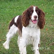 【货到付款犬舍】营口史宾格多少钱 史宾格好养吗图